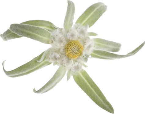 Edelweiss Png