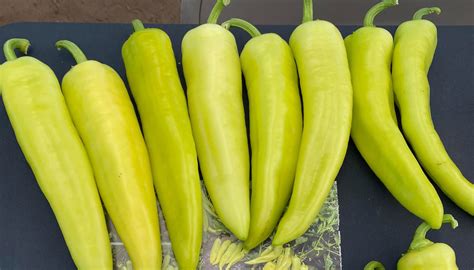 Golden Max Hot Banana Pepper Treated Seed Seedway