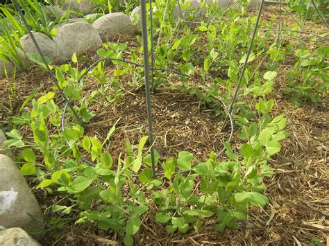 Growing Dwarf Grey Sugar Snow Peas - 1 Month After Planting - Eat Like ...