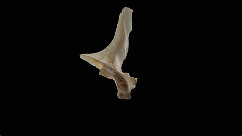 Cod (Gadus morhua) First Vertebra - 3D model by 4-OCEANS Virtual ...