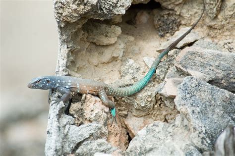 Parthénogenèse des lézards qui se reproduisent tout seuls Photos Futura