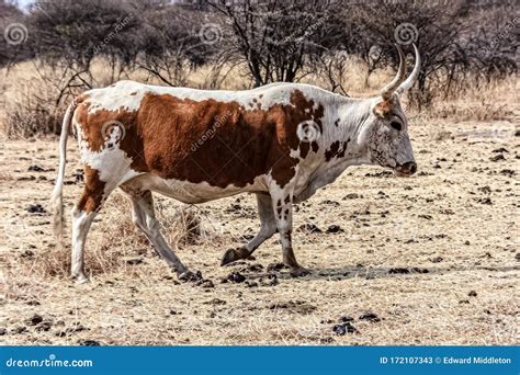 Brown Nguni Cow Lies In The Sand At Second Beach At Port St Johns On