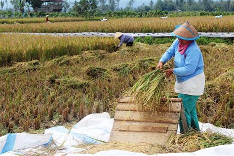 Petani Enggan Jual Gabah Ke Bulog