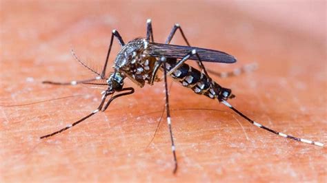 What Is Chikungunya Know The Warning Signs And Symptoms Causes And