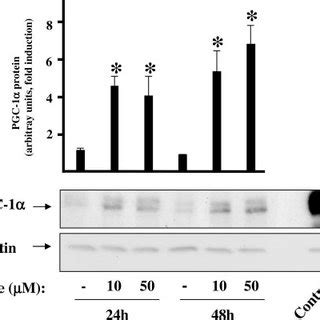 Effects Of Rosiglitazone On PGC 1 Protein Levels In Brown Adipocytes In