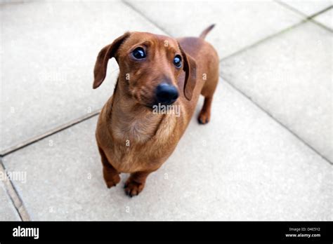 Red Miniature Dachshund Puppies