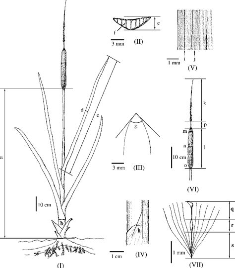 Table From A Phenetic Analysis Of Typha In Korea And Far East Russia