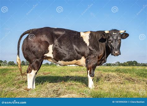 Holstein Bull Horns