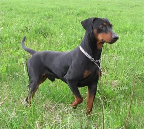 German Pinscher Info, Temperament, Puppies, Pictures