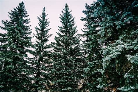 Premium Photo | Evergreen trees in winter