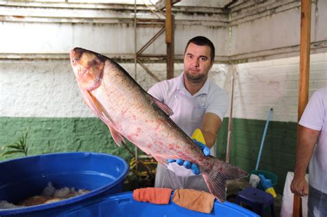 Feira do Peixe Vivo começa em Chapecó e anima comerciantes