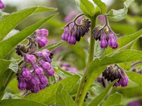 7 Impressive Benefits Of Comfrey Organic Facts