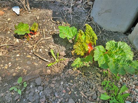 Plant some rhubarb | UMN Extension