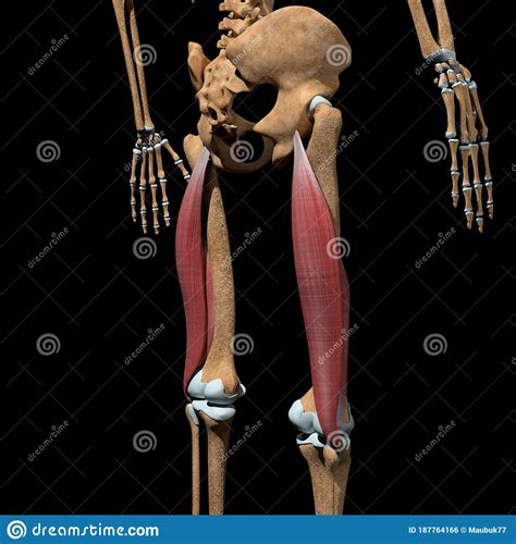 Human Biceps Femoris Muscles On Skeleton Stock Illustration