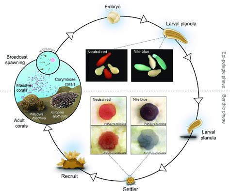 Life History Strategy Of Broadcast Spawning Corals From The Epipelagic