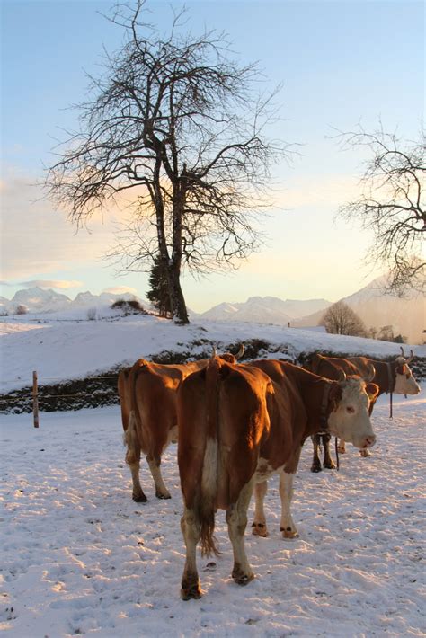 K He Kuh Cow Im Winter Im Schnee Bei Schwanden S Ge Im Flickr