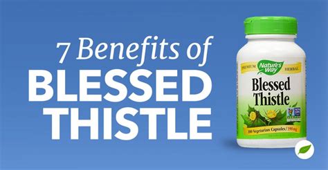 Try These 7 Blessed Thistle Benefits for Your Health