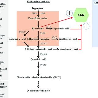 Kynurenine Pathway Molecular Targets Of Kynurenines Molecular Targets