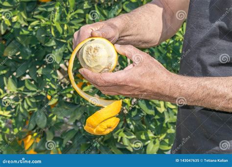 Manos De La Persona Que Pelan Con El Cuchillo Una Fruta Jugosa Fresca