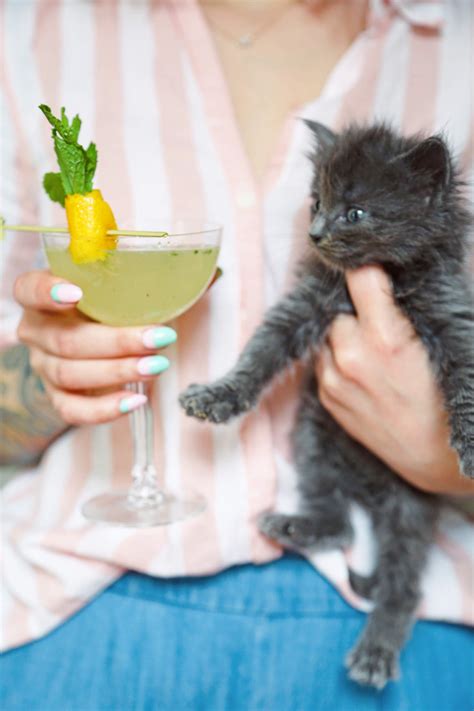 A Spring Classic: Sensation Cocktail - Arsenic Lace