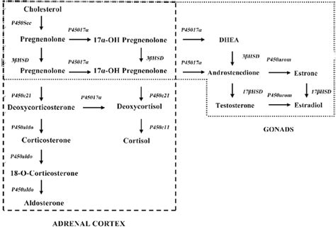 Hormone production diagram. | Download Scientific Diagram