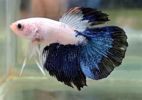 assorted dragon halfmoon male betta   cm universal aquatics