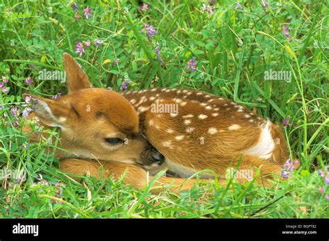 baby fawn sleeping