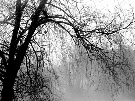 Free Willow Tree Stock Photo - FreeImages.com