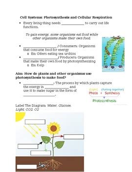 Photosynthesis And Cellular Respiration Fill In The Blank Notes By Tara