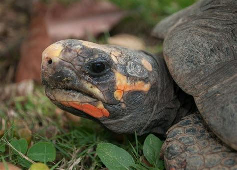 Tortuga Morrocoy MiTortuga Net