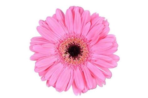 Pink Gerbera Daisy 80 Stems Buy Bulk Flowers Jr Roses