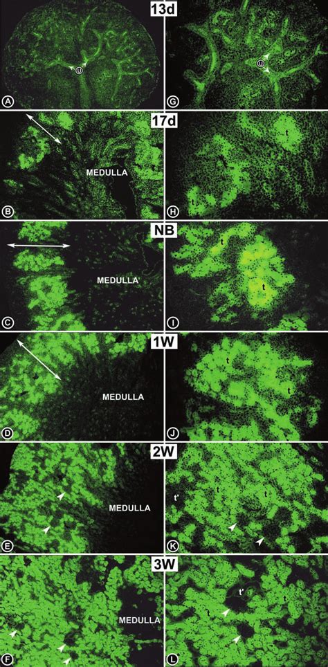 Immunofluorescence Photomicrographs Depicting RSOR Protein Expression