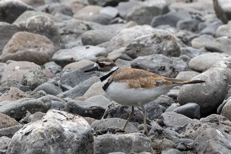 Killdeer chicks – Mendonoma Sightings