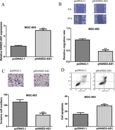 Elevated Hand2 As1 Expression Inhibited Gc Cell Migration Invasion But Download Scientific