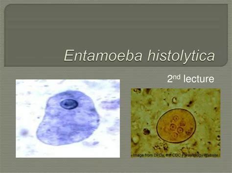 Entamoeba Histolytica Mode Of Transmission