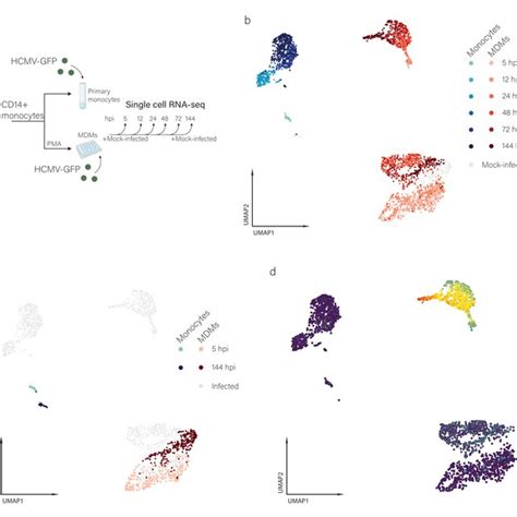 Single Cell Transcriptome Analysis In High Temporal Resolution Of HCMV