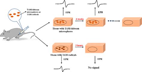 Acs Biomaterials Science