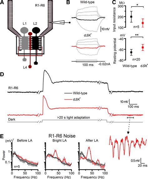 Dsk Photoreceptors Have Reduced Input Resistance Elevated Resting Download Scientific Diagram