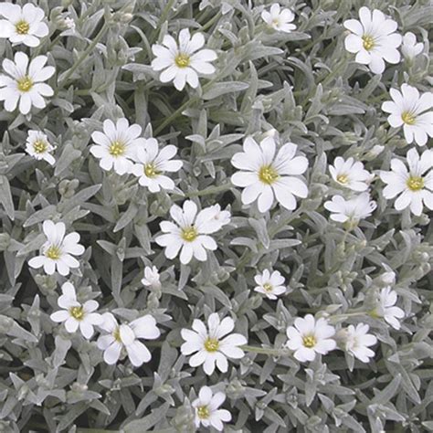 Snow In Summer Cerastium Tomentosum My Garden Life