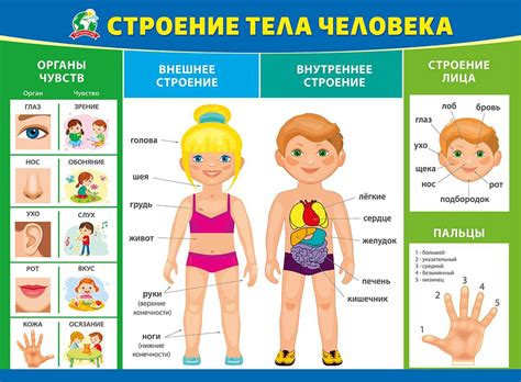Картинки Человека Для Детей Дошкольного Возраста Лучшая Фото Подборка