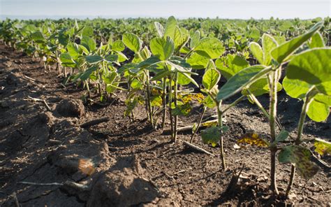 C Mo Hacer Un Huerto En El Campo Mallas Y Sombreo