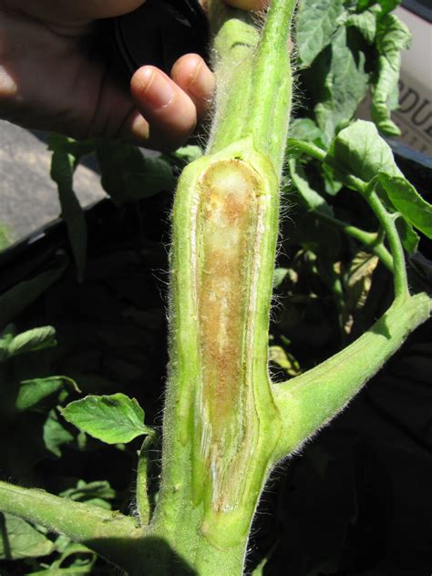 Bacterial Canker Of Tomato Purdue University Vegetable Crops Hotline