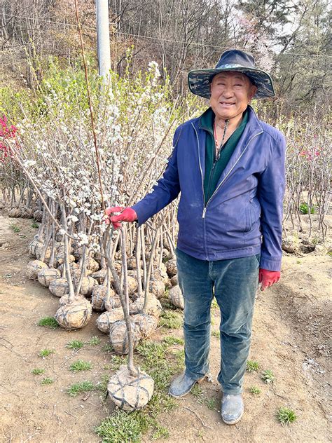 자두나무 신품종 퍼플퀸 자두 묘목 3년생 결실주