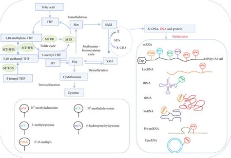 An Overview Of Rna Methylation Processes Which Include A