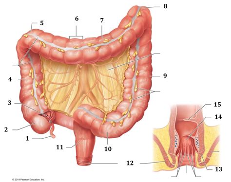 Large Intestine Diagram Quizlet