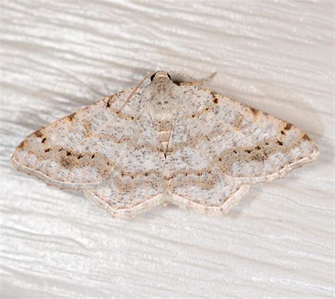 Faint Spotted Angle Digrammia Ocellinata BugGuide Net