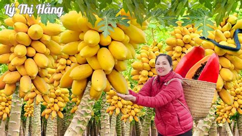 Harvesting Papaya Goes To The Market Sell Harvesting Cooking