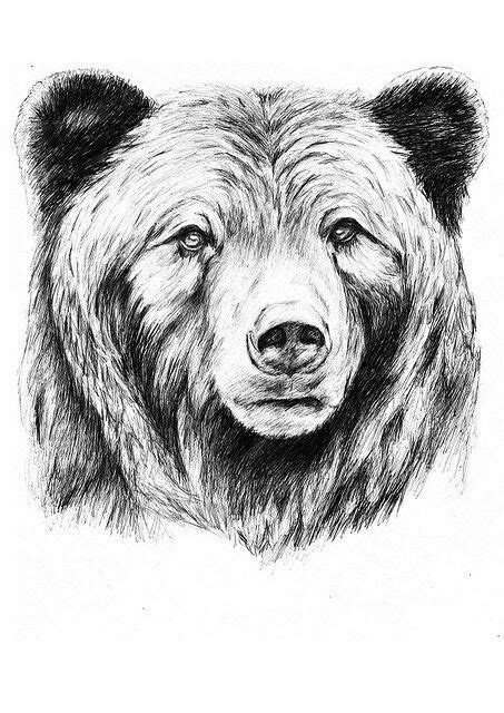 Grizzly Bear Head Drawing at PaintingValley.com | Explore collection of ...