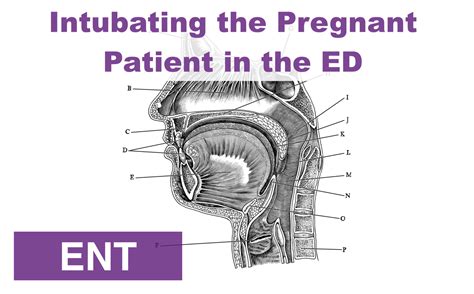 Intubating The Pregnant Patient In The Ed — Nuem Blog