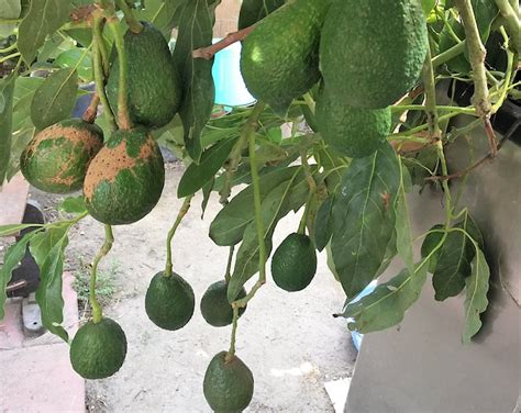 Avocado Tree Cuttings 5 Scions Fresh Cut And Organic 15 Long Message Me